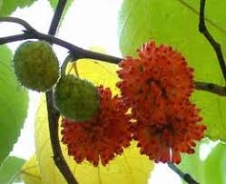 Quả dướng làm đẹp da, khỏe lưng, mạnh gân cốt