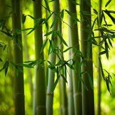 Thiên trúc hoàng trị sốt cao, hen suyễn