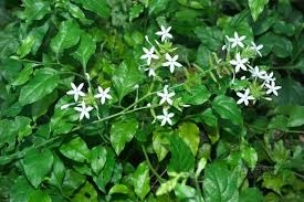 Giảm độc bằng bạch tuyết hoa