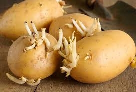 Hại sức khỏe vì ăn khoai tây sai cách