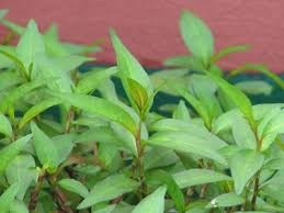 Rau Răm trị đầy bụng, mụn nhọt