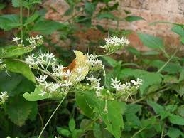 Thanh đại - vị thuốc trị sưng viêm, nhiễm trùng (Phần 1)