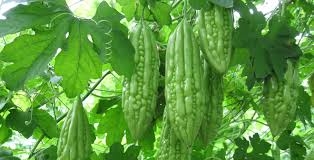 Cây thuốc chữa đái tháo đường cũng có ở Việt Nam