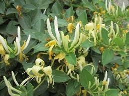 Ưu điểm nổi bật của kháng sinh thực vật