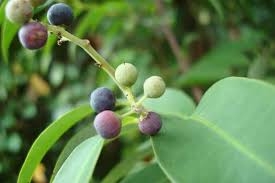 Quả Chua ngút trị giun sán
