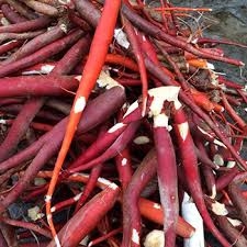 Cách phân biệt Sâm cau để tránh nhẫm lẫn với các loại rễ cây dại