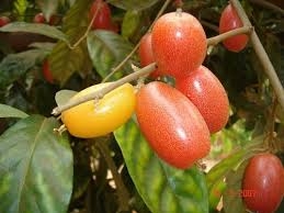 Thuốc hay từ cây Nhót
