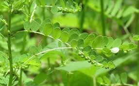 Cây Chó đẻ răng cưa điều trị viêm gan siêu vi (phần 2)