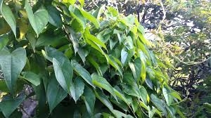 Củ Mài chữa suy nhược cơ thể