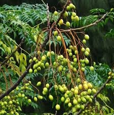 Xuyên luyện tử chữa viêm dạ dày