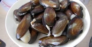 Thuốc quý từ món trai sông