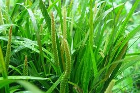 Xương bồ - Thuốc khai khiếu, hòa vị