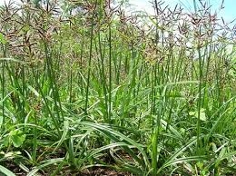 Hương phụ giải uất cho phái đẹp