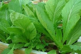 Cải canh giúp kiện tỳ, tiêu đờm, mát phế