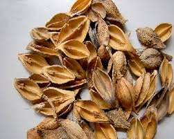 Liên Kiều thanh nhiệt, giải độc