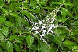 Cây Râu mèo - thông tiểu, trừ sỏi thận (phần 2)