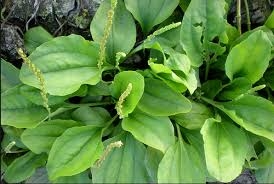 Vị thuốc lợi niệu tiêu phù từ hạt Mã đề