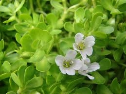 Rau đắng trị viêm đường tiêu hóa, tiết niệu