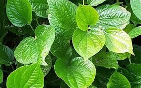 Lá lốt chữa bệnh