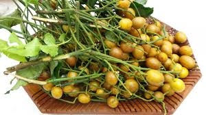 Giảm đau do viêm họng với cây Hồng bì