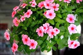 Phân biệt Dừa nước và Dừa cạn