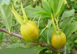 Sơn chi tử chữa đái dắt