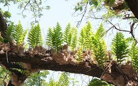 Cốt toái bổ - Bổ thận, mạnh xương, chỉ thống