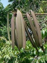 Núc nác: thanh nhiệt, tiêu viêm