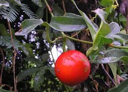 Rễ cây Qua lâu trị nhiều bệnh