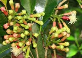 Ðinh hương giảm đau, sát khuẩn