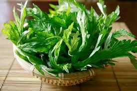 Những cây Ngải họ Cúc: Vị thuốc đa năng