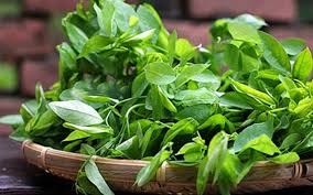 Rau Ngót điều trị sót nhau?