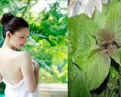 Phụ nữ Nhật Bản làm đẹp với Tía tô như thế nào?