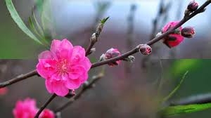 Hoa đào, vị thuốc quý