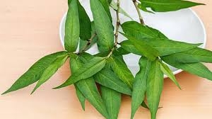 Rau răm trị đầy bụng, mụn nhọt