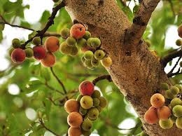 Một số loại nhựa cây chữa bệnh