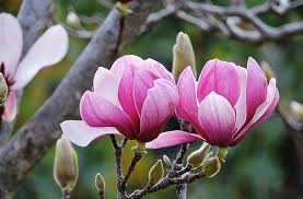 Tân di trị viêm mũi xoang