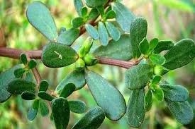 Rau Sam - thứ rau dân dã, thứ thuốc thần kì