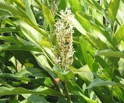 Vị thuốc từ củ Riềng