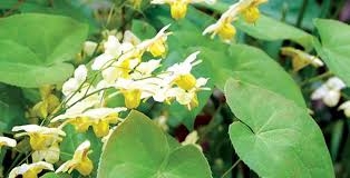 Dâm dương hoắc - thuốc bổ cho “bản lĩnh” đàn ông