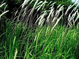 Rễ cỏ tranh - Vị thuốc thanh nhiệt, lợi tiểu