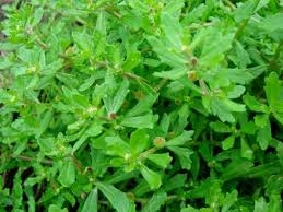 Trị cảm cúm với cây Cóc mẳn