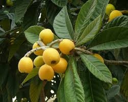 Tỳ bà diệp - vị thuốc mát phổi, trị ho, chống nôn