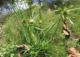 Hương phụ - Thuốc quý của chị em