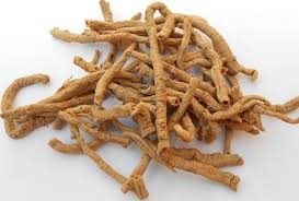 Viễn chí trị suy nhược thần kinh, viêm phế quản mạn
