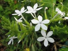 Đuôi công hoa trắng tiêu viêm trừ thấp