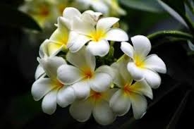 Kiểm soát huyết áp bằng... hoa