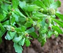 Cóc mẳn chữa viêm mũi dị ứng