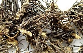 Chữa đau dây thần kinh từ rễ Uy linh tiên