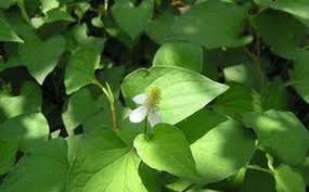 Diếp cá tán nhiệt, tiêu ung